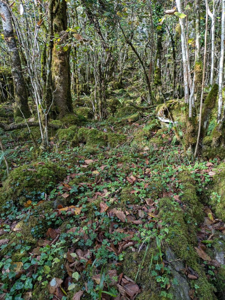 Lough Avalla Farm Loop Walk