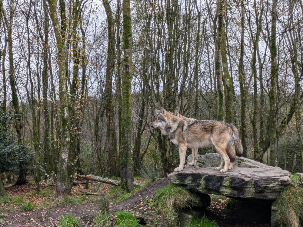 wolfs