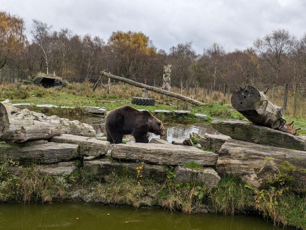 bear