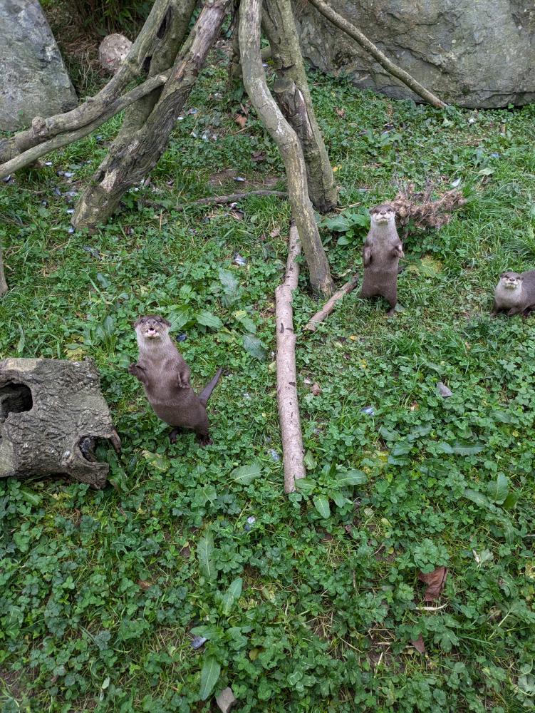 otters