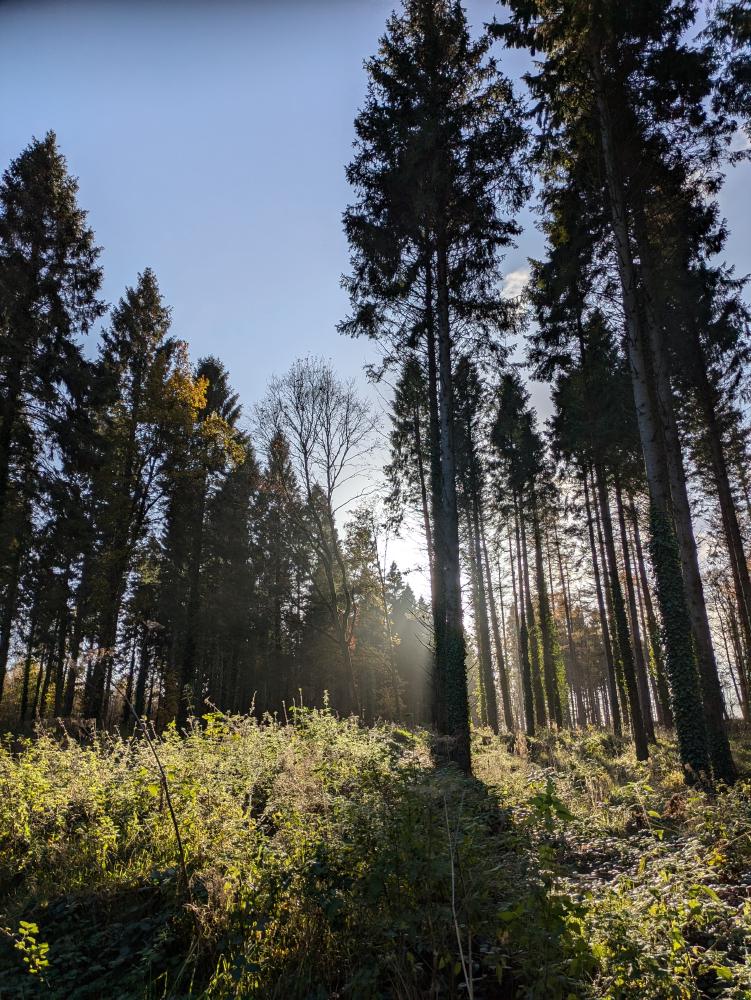 forest