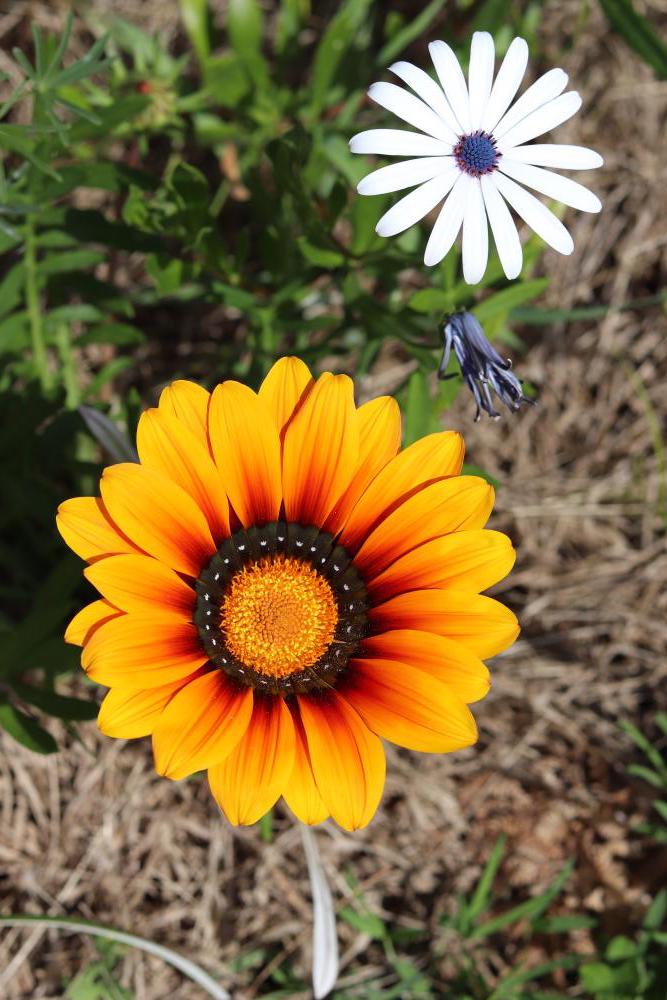 Blumen