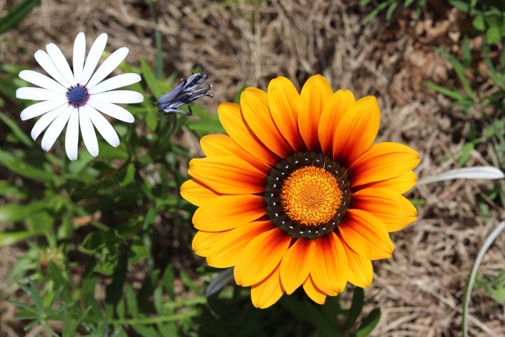 Flowers