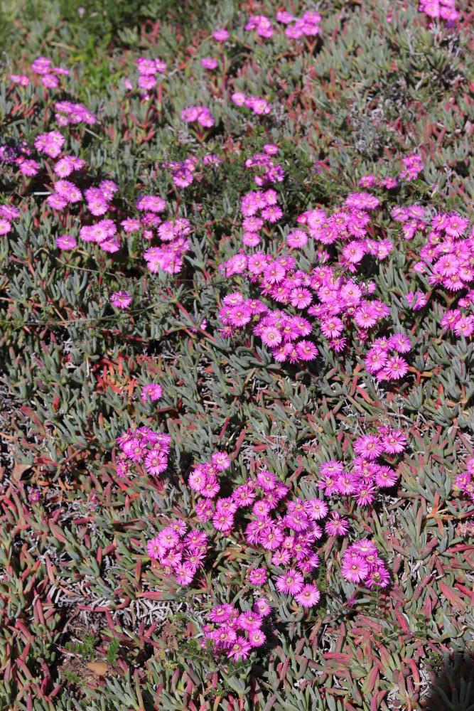 Blumen