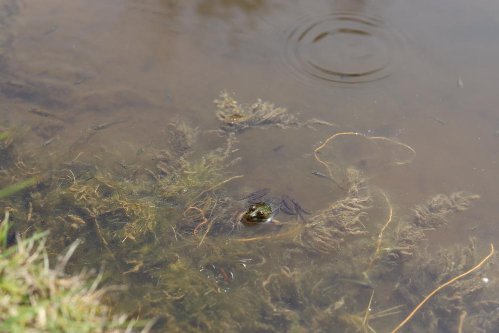 Frosch