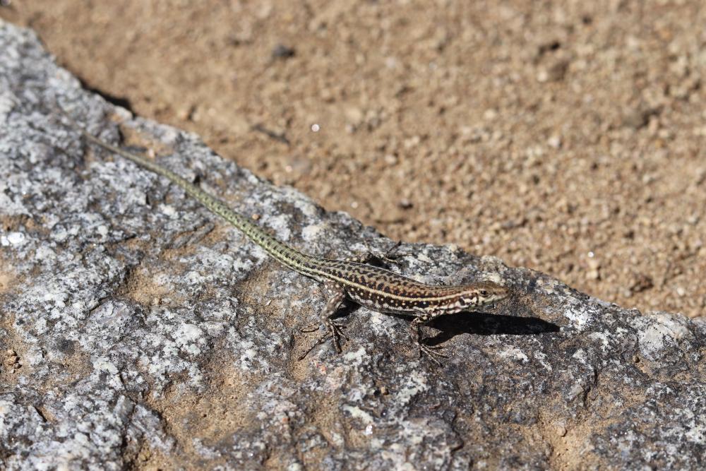 Lizard