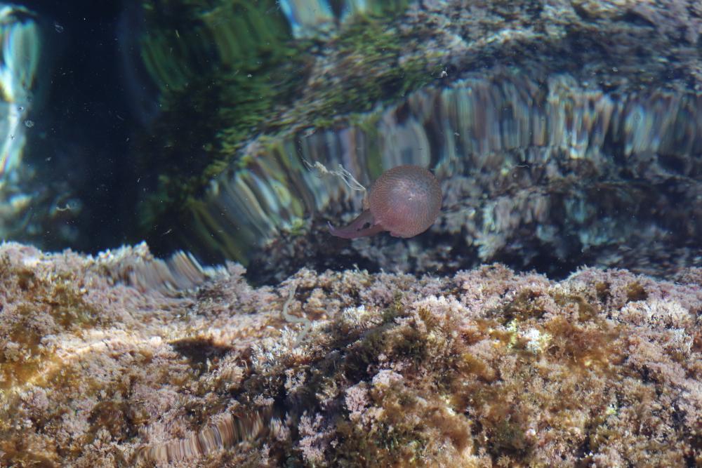 Jellyfish