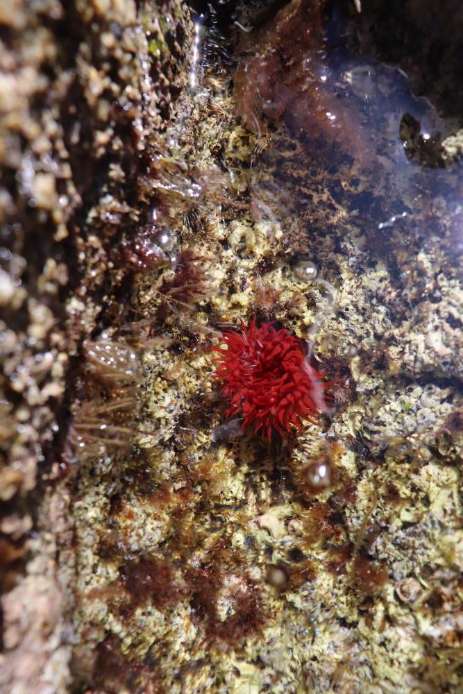 Anemone