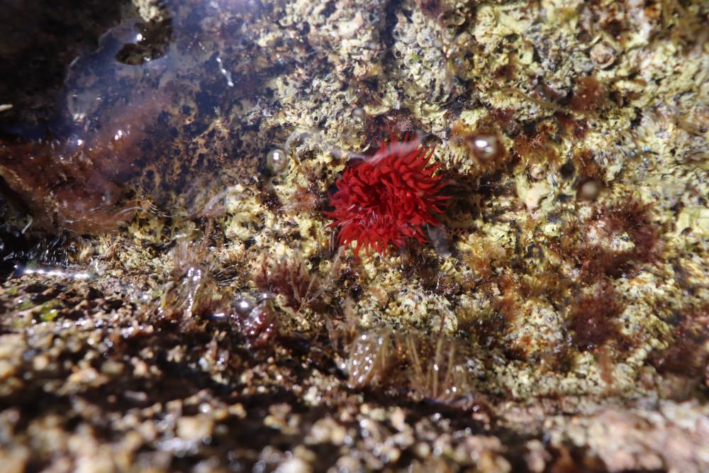 Anemone