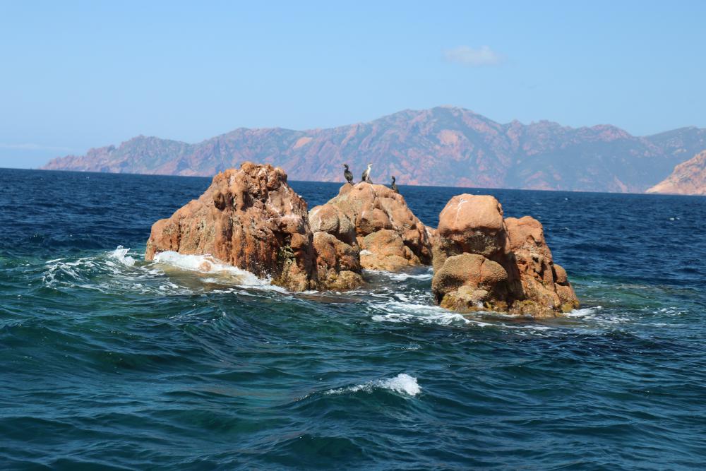 Rock with birds