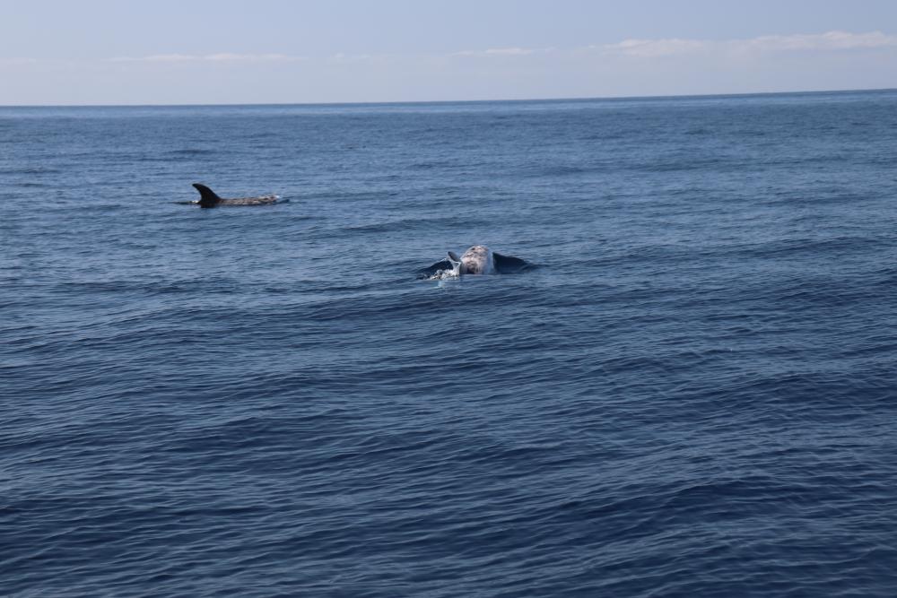 Dolphins