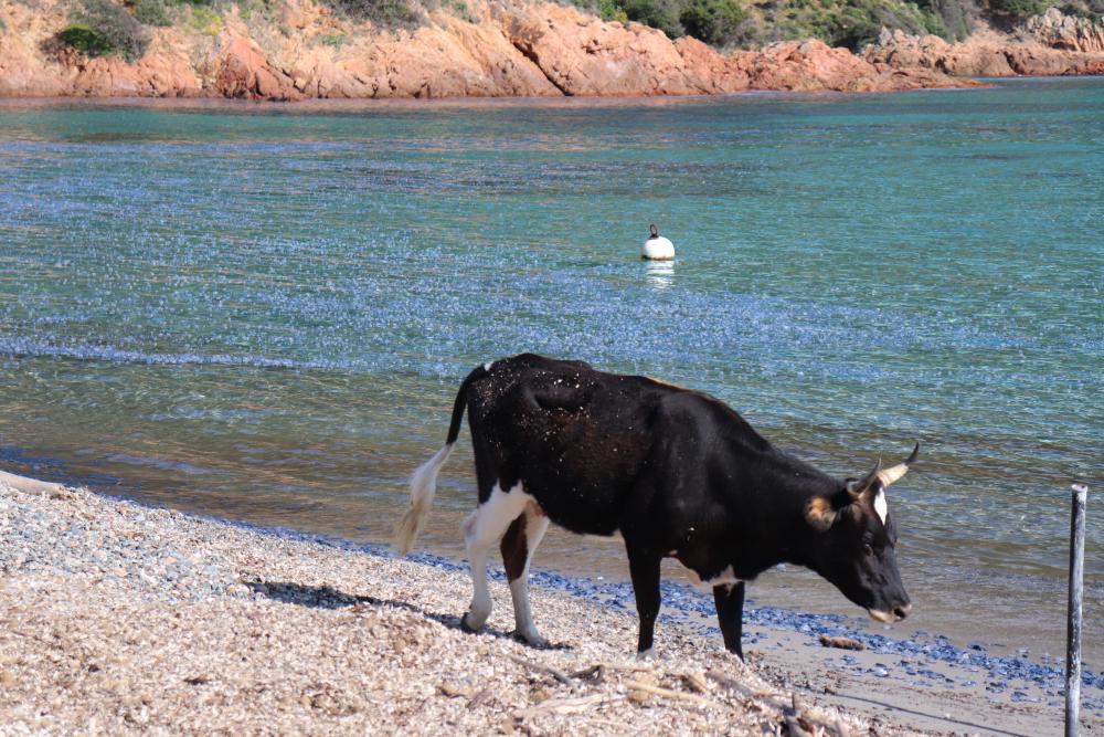 Cow on the beach