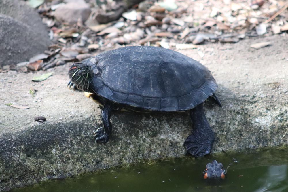 Schildkröte