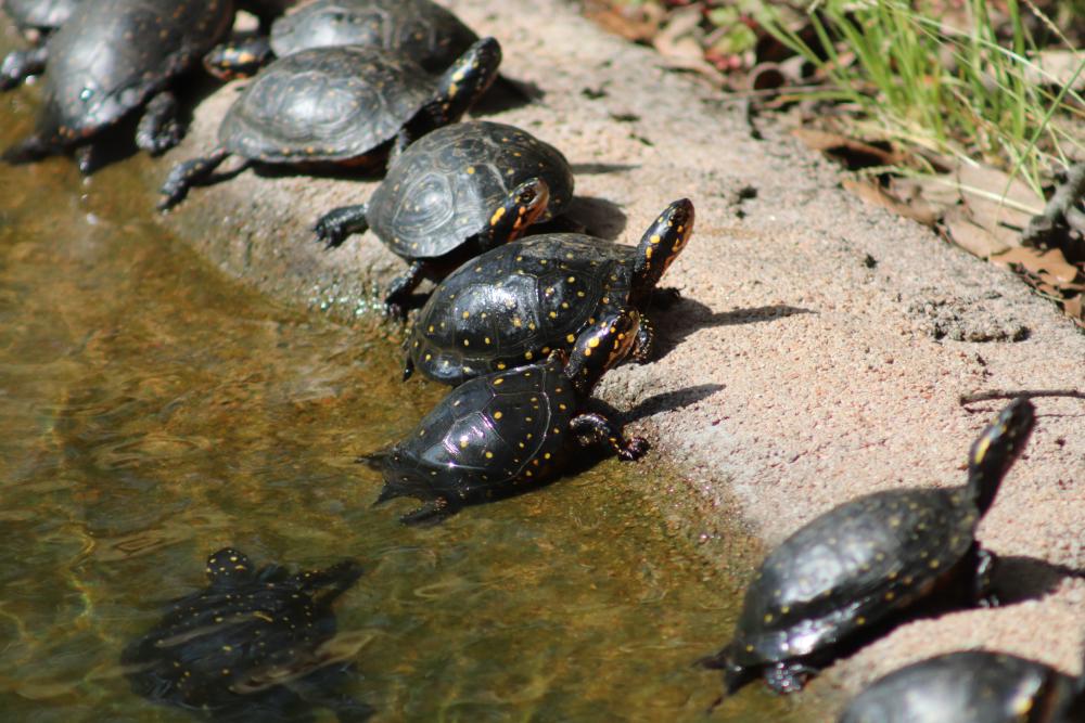 Tortoise
