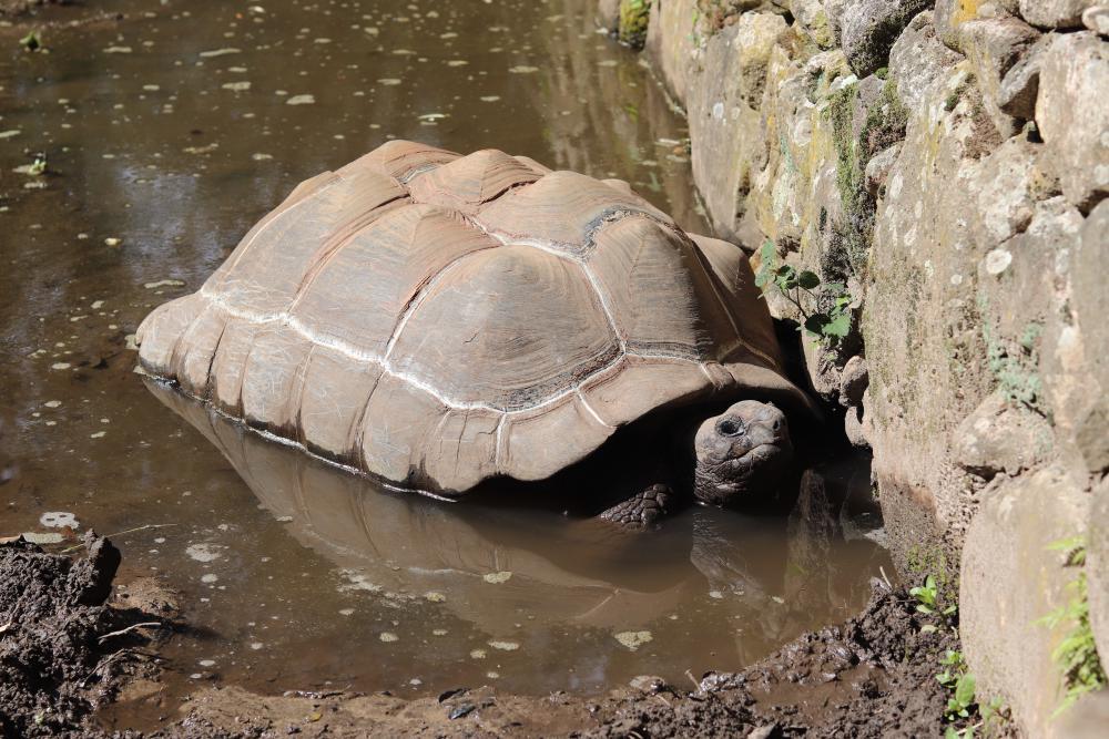 Schildkröte