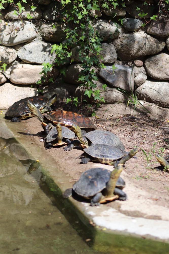 Schildkröte