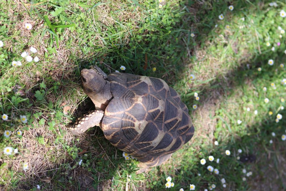 Tortoise
