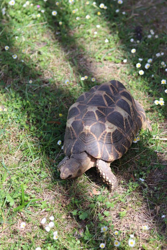 Schildkröte