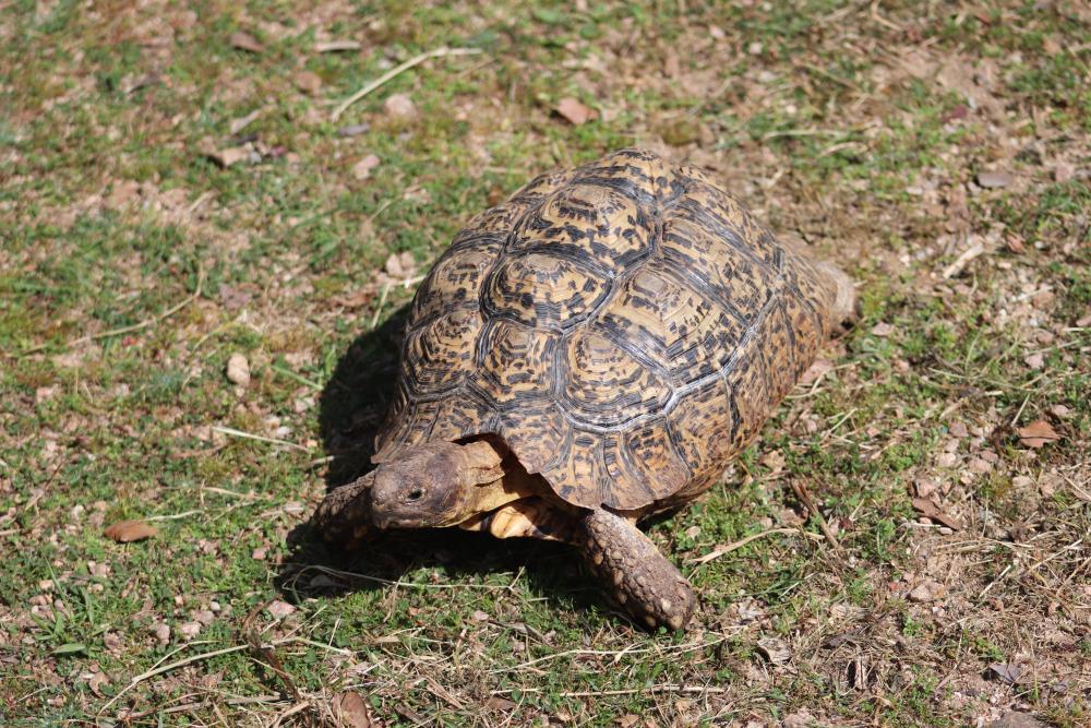 Schildkröte