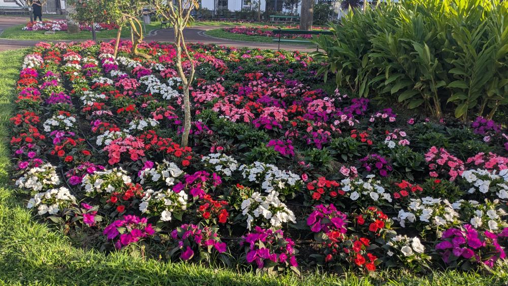 Flowers in Ponta Delgada