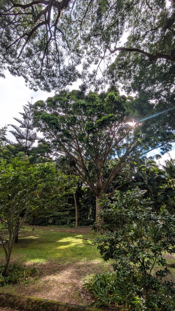 Path through the botanical garden