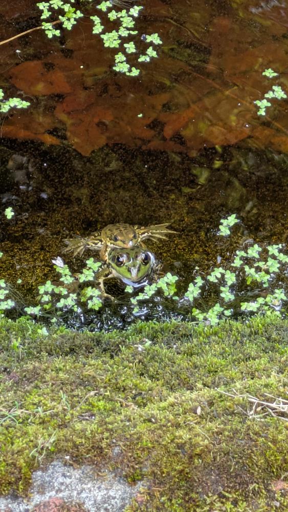 Frogs in the botanical garden