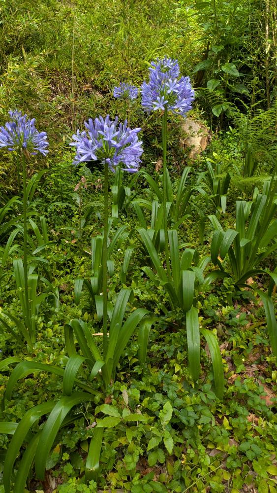 Flowers in the botanical garden