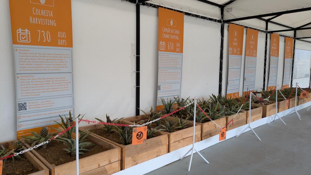 Pineapple bed