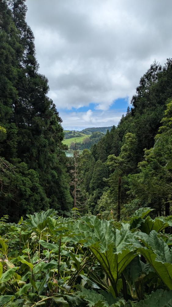 View in the park near Furnas
