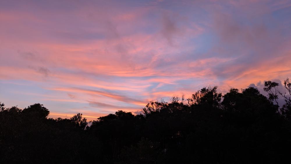 Sunset over the trees