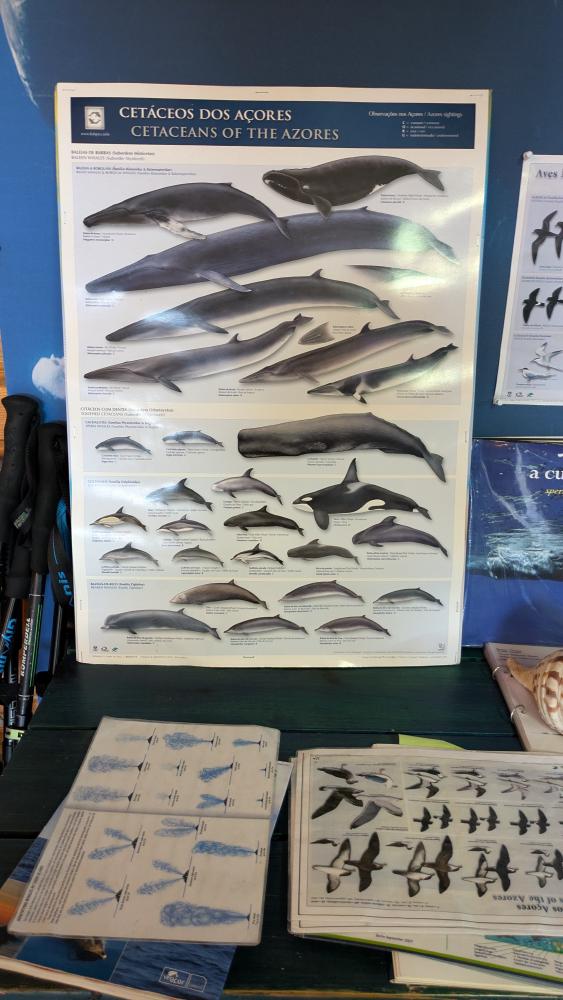 Whale watching information on the Azores